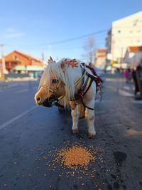 horse