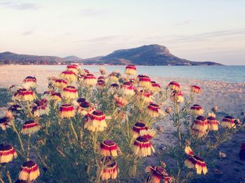 Close-up of flowers blooming in park