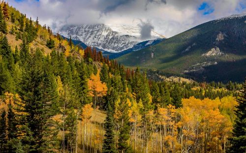 Panoramic view of pine trees and mountains against sky