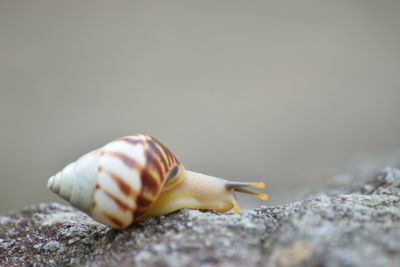 Close-up of snail on rock