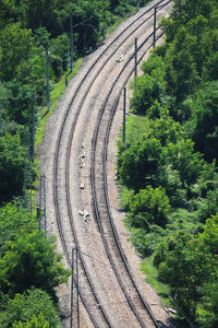 High angle view of railroad tracks amidst trees in forest