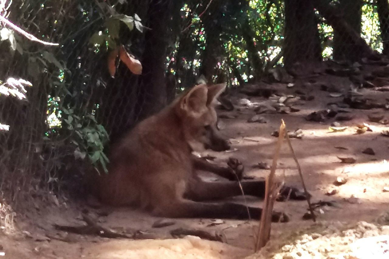 Guará wolf