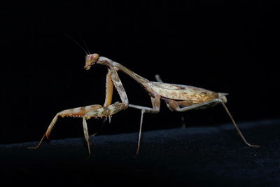 Close-up of insect over black background