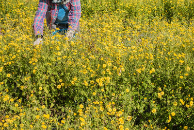 Low section of woman standing on yellow flower field