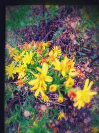 Close-up of yellow flower blooming in field