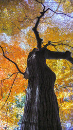 Low angle view of tree during autumn