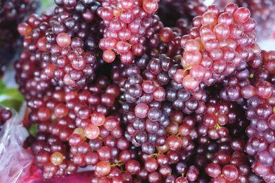 Close-up of grapes