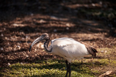 Close-up of duck on field