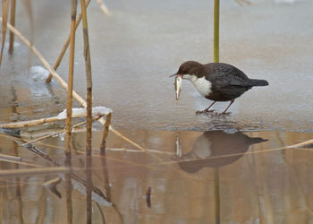 Bird perching on a lake