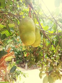 Close-up of fruit growing on tree