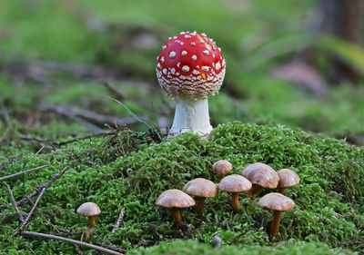 Close-up of fly agaric mushroom on field