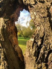 Close-up of tree trunk seen through hole