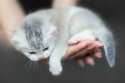 Close-up of cat with kitten