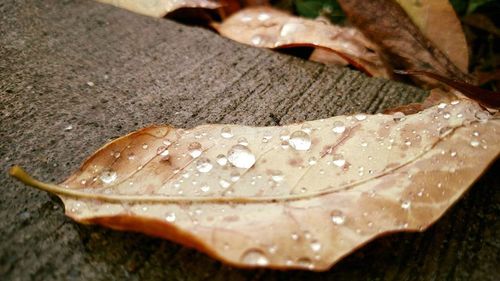 Close-up of water drops on leaf