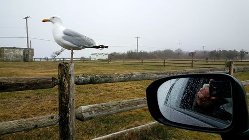 Reflection of man on side-view mirror photographing seagull