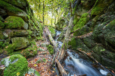 Stream flowing through the forest in autumn