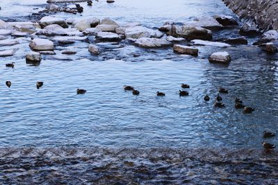 Ducks swimming in lake