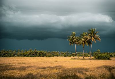 Scenic view of field against sky