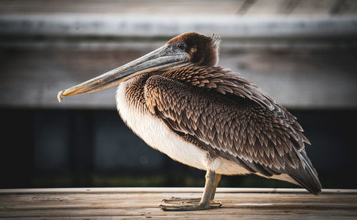 Close-up of pelican