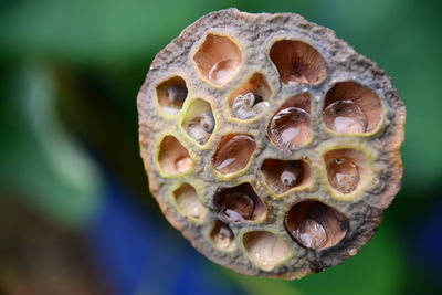 Close-up of bee on plant