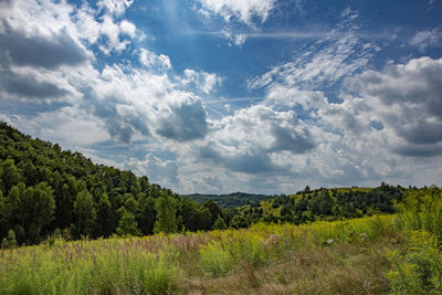 Scenic view of field against sky