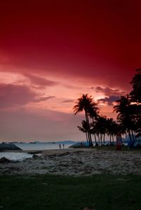 Palm trees on beach at sunset