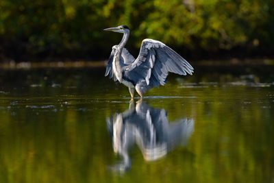 High angle view of gray heron on lake