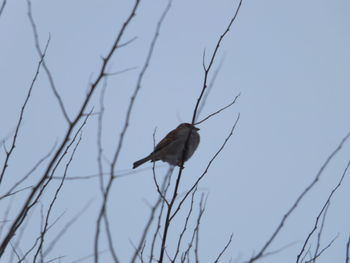 Low angle view of bird perching on branch against sky