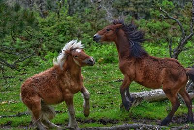 Horse standing on field