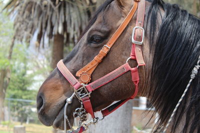 Close-up of horse