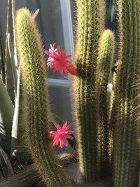 Close-up of red cactus plant