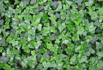 Full frame shot of green leaves