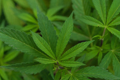 Close-up of marihuana plant growing outdoors