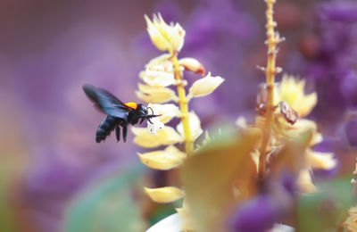 Close-up of bee pollinating on flower