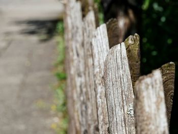 Close-up of tree stump