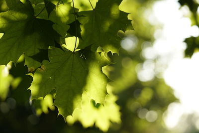 Close-up of leaves on tree