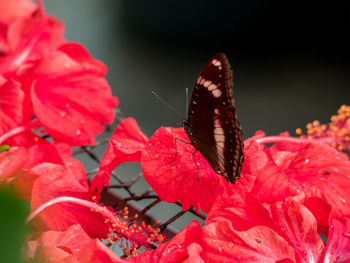 Close-up of butterfly pollinating on red flower