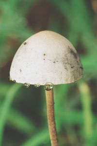 Close-up of mushroom growing on land