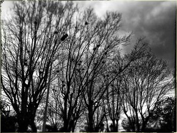 Low angle view of bare trees against sky