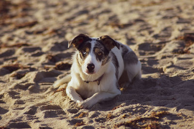 Portrait of dog on beach