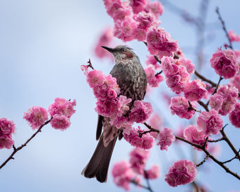 A little beautiful birds sits on a branch of a japanese flowering plum tree