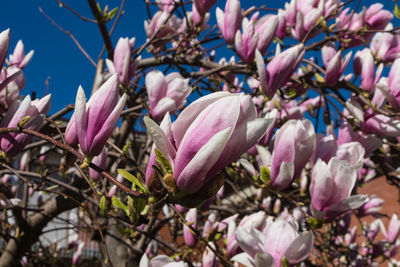 Close-up of pink cherry blossoms in spring