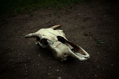 High angle view of a dog