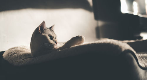 Cat lying on bed at home