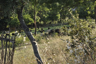 Trees growing in field