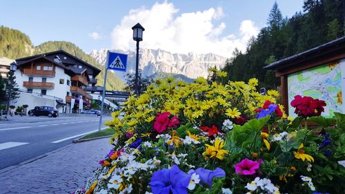 View of flowering plants by road