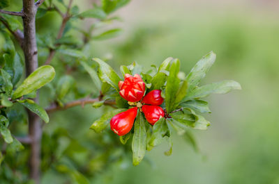 Close-up of red berries growing on tree