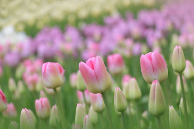 Close-up of pink tulips on field