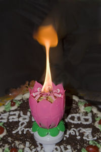 Close-up of pink rose on table