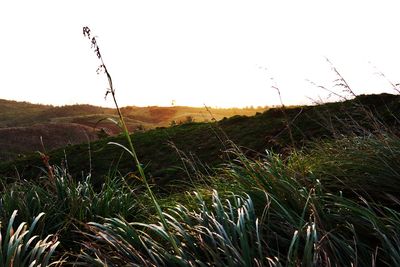 Plants growing on land against sky